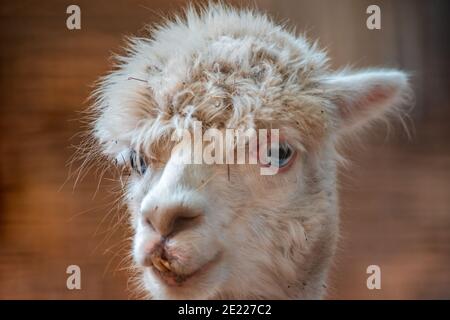 Ritratto di un alpaca bianco (Vicogna pacos) nello zoo koethen, sassonia anhalt, germania Foto Stock