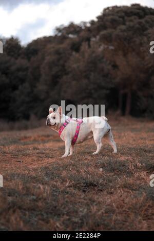 Messa a fuoco selettiva di un simpatico bulldog francese all'esterno Foto Stock