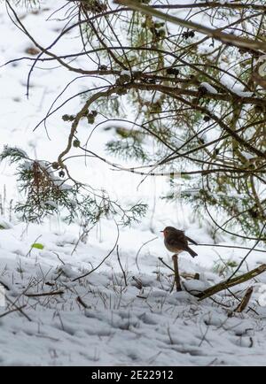 Robin su un ramo di albero. Uccello appoggiato su un ramo di albero coperto di ghiaccio e neve. Cartolina con uccelli nella neve. Foto Stock