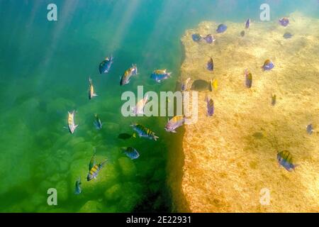 Una scuola di Panamic Sergeant Major (Abudefduf troschelii) e alcuni Yellowtail Surgeonfish (Prionurus punctatu) nuotare al largo di Baja California, Messico. Foto Stock