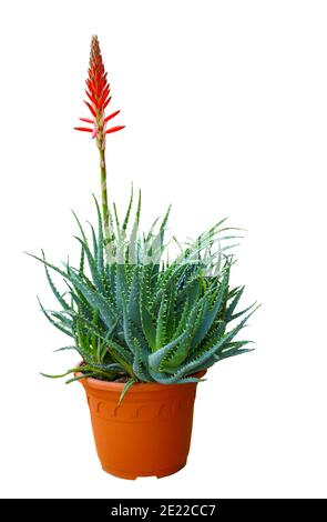 Aloe vera pianta in vaso sormontata con il suo fiore rosso e isolato su sfondo bianco. Foto Stock