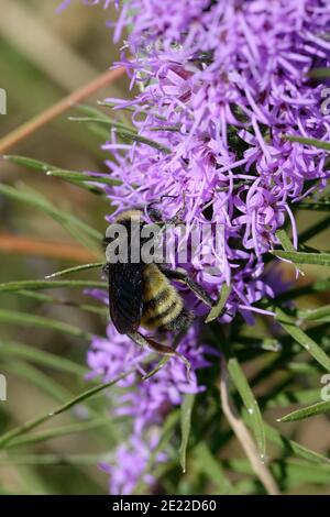 Gayfeather con Bumblebee Foto Stock