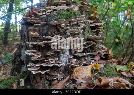 Coda di tacchino (Trametes versicolor) fungo che cresce su un ceppo di albero marciante, Sussex, UK Foto Stock
