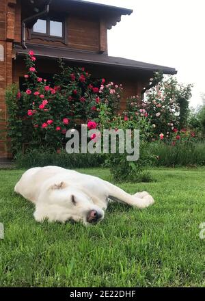 Cane razza Alabai - Central Asian Shepherd Dog che riposa sul prato di fronte alla casa. Belle rose rampicanti sullo sfondo. Shot verticale. Foto Stock