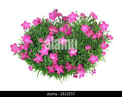 Bouquet di garofani in fiore, isolati su sfondo bianco. Foto Stock