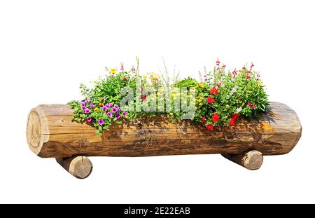 Scatola di fiori di legno intagliata in un tronco di albero e isolata su sfondo bianco. Foto Stock