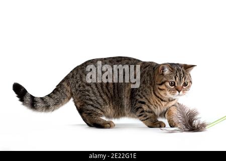 Bruno tabby striato femmina inglese gatto giocare con piuma su wand gatto su sfondo bianco in studio interno, orisontale foto Foto Stock