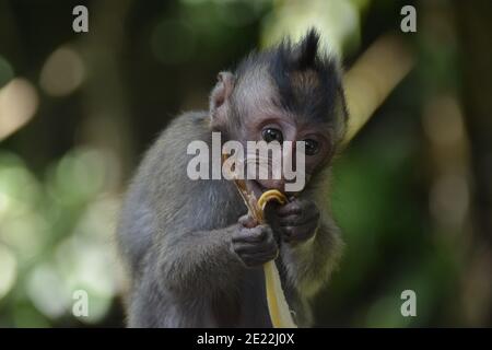 Una scimmia macaque selvaggia nel peeling e mangiare un piccolo mazzo di banane mature nella Foresta delle scimmie Sacra a Ubud Bali. Foto Stock