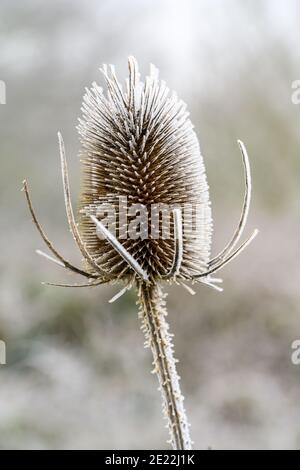Primo piano di un thistle in inverno, coperto da un folto gelo bianco di ruggito o n una mattinata amaramente fredda. Foto Stock