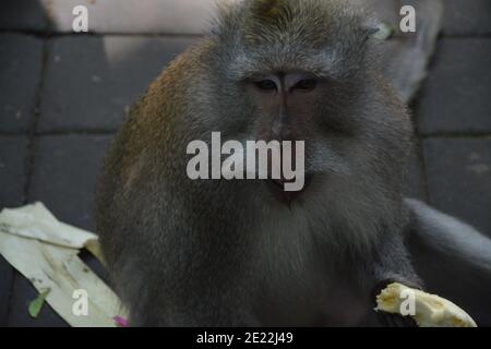 Una scimmia macaque selvaggia nel peeling e mangiare un piccolo mazzo di banane mature nella Foresta delle scimmie Sacra a Ubud Bali. Foto Stock