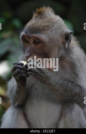 Una scimmia macaque selvaggia nel peeling e mangiare un piccolo mazzo di banane mature nella Foresta delle scimmie Sacra a Ubud Bali. Foto Stock