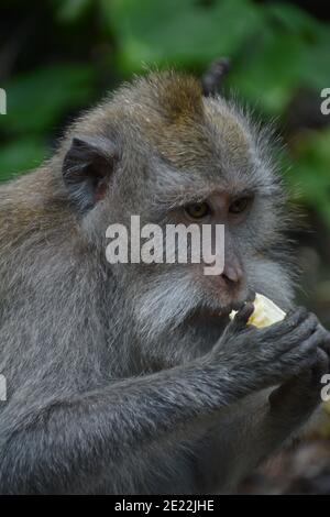 Una scimmia macaque selvaggia nel peeling e mangiare un piccolo mazzo di banane mature nella Foresta delle scimmie Sacra a Ubud Bali. Foto Stock