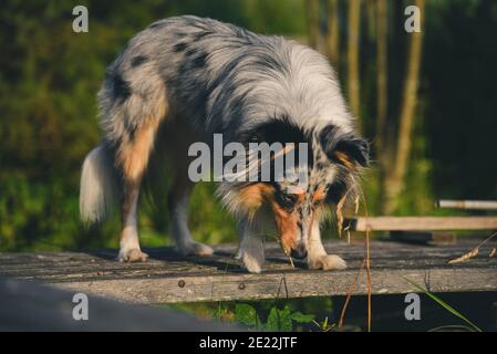 Cane di pecora Shetland nel paese Foto Stock