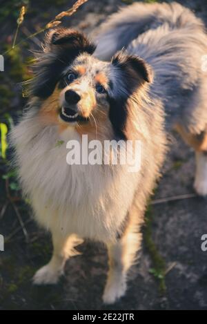 Cane di pecora Shetland nel paese Foto Stock