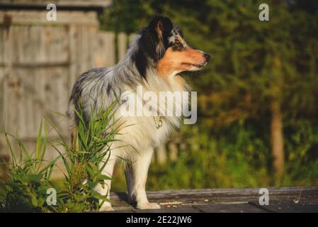 Cane di pecora Shetland nel paese Foto Stock