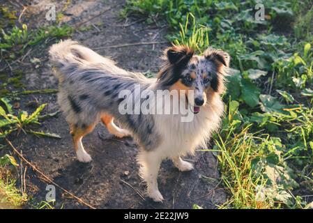 Cane di pecora Shetland nel paese Foto Stock