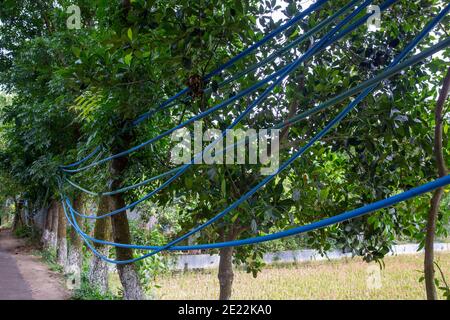 Linee di gas illegali a Brahmanbaria in Bangladesh. Questo gas proveniente dai pozzi di tubiere delle diverse case e terre nel villaggio sono in fase di supplie Foto Stock