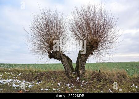 Vecchio albero di salice pollard rotto in due metà, entrambi i lati continuano ancora a crescere, resistenza in natura, spazio di copia, fuoco selezionato Foto Stock