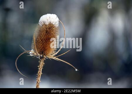 Teasel selvatico (Dipsacus fullonum) con cappuccio da neve, sfondo naturale della stagione con spazio di copia, fuoco selezionato Foto Stock