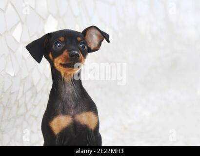 Adorabile cucciolo di Prague Ratter all'aperto Foto Stock