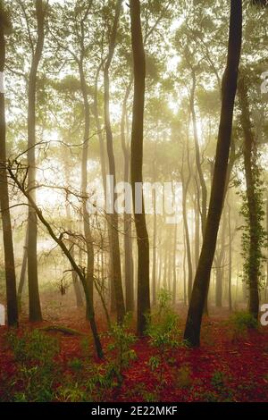 Alba foggy nella foresta della Galizia Foto Stock