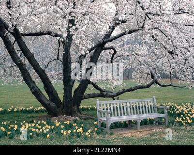Ciliegi (Prunus sp.) e narcisi (Narcissus sp.) nell'Arboreto Nazionale di Washingtono, D.C. all'inizio della primavera. La panca vuota è solo in attesa Foto Stock