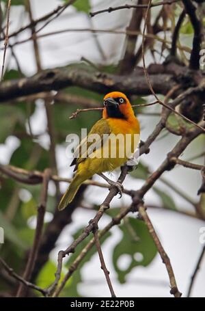 Weaver a collo nero (Ploceus nigricollis brachypterus) maschio adulto appollaiato su Twig Abrafo Forest Road, Ghana Febbraio Foto Stock