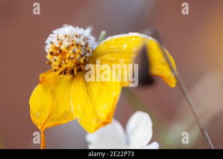 Concetto di bellezza in natura - macro di un gelo ritardato coprendo il fiore giallo dorato Foto Stock