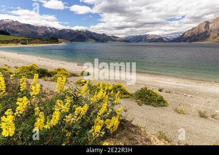 Fiori gialli sulla riva del lago Wanaka, Nuova Zelanda Foto Stock