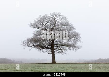 Solitario albero di quercia ghiacciato in un campo in un giorno opaco, freddo e nebbioso in inverno. Perry Green, molto Hadham, Hertfordshire. REGNO UNITO Foto Stock
