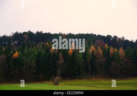 colorata foresta d'autunno e cielo grigio Foto Stock