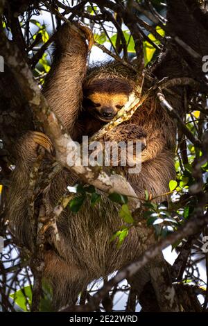 3 sloth marrone con il bambino appeso in modo tranquillo un albero Foto Stock