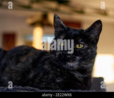 Bel ritratto di un gatto nero con occhi espressivi Foto Stock