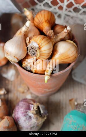 Lampadine a molla su banco di incapsulamento. Bulbi di giacinto, tulipano e narciso pronti per la piantagione in autunno. REGNO UNITO Foto Stock