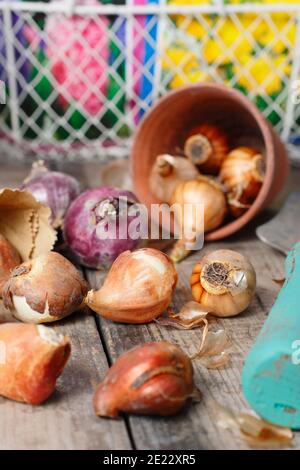 Lampadine a molla su banco di incapsulamento. Bulbi di giacinto, tulipano e narciso pronti per la piantagione in autunno. REGNO UNITO Foto Stock