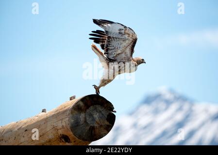 Falco dalla coda rossa (Buteo jamaicensis), prendendo il volo, Zumwalt Prairie, Oregon. Foto Stock