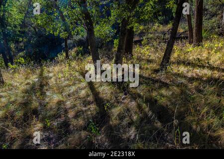 Alberi di quercia e ombre lungo Cave Creek Road nelle montagne Chiricahua, Coronado National Forest, Arizona, Stati Uniti Foto Stock