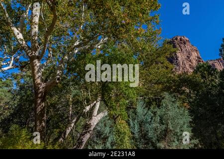 Le suggestive montagne Chiricahua si vedevano dal Canyon di Cave Creek nella Coronado National Forest, Arizona, USA Foto Stock