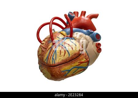 Anatomia umana cuore modello in plastica isolato su sfondo bianco. Foto Stock