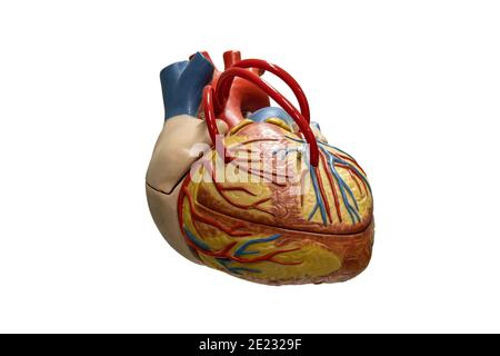 Anatomia umana cuore modello in plastica isolato su sfondo bianco. Foto Stock