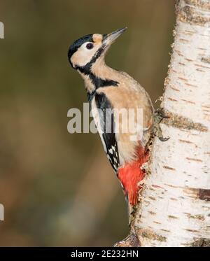 Femmina Grande Picchio punteggiato (Dendrocopus Major) su un albero di betulla argentata, nel Distretto del picco NP. Foto Stock