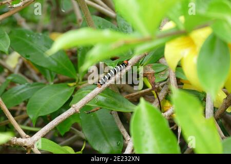 Tetrio Sphinx Caterpillar (pseudo sfinx tetrio) Foto Stock