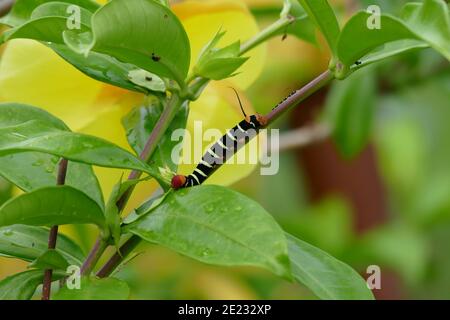 Tetrio Sphinx Caterpillar (pseudo sfinx tetrio) Foto Stock