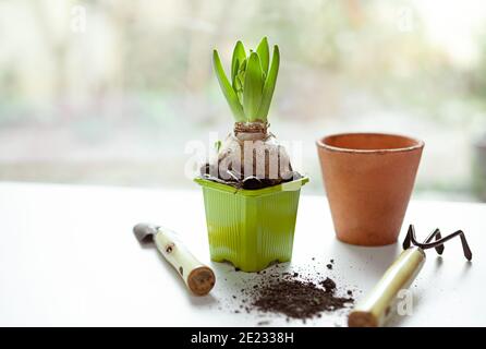 Pianta di giacinto in una pentola di plastica verde, attrezzi da giardino e poto di ceramica sul tavolo bianco vicino alla finestra - giardinaggio domestico come hobby e wit di collegamento Foto Stock