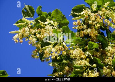 Tiglio fiorito Tilia cordata Foto Stock