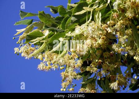 Linden fiore sul ramo Tilia cordata fiore Foto Stock