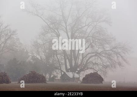 Una scena paesaggistica invernale che si affaccia su un raccolto di viti. Foto Stock