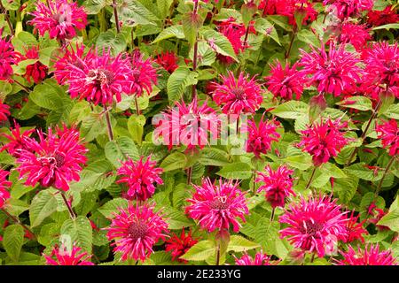 Monarda didyma Bee-Happy Bergamot Beebalm piante da giardino fiorito Foto Stock