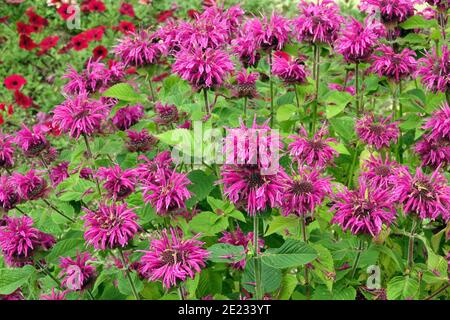 Monarda didyma Bee-Free Bergamot Blossom, Beauty June Flowers Foto Stock