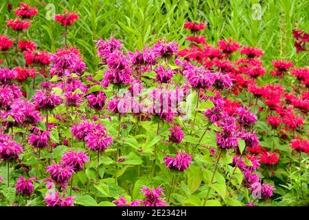 Piante perenni estive nel giardino erbaceo di confine Monarda dipyma Bergamot Beebalm Monarda dipyma Bee-Happy, Monarda dipyma Bee-Free Foto Stock